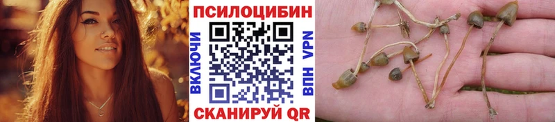 Купить  Нарткала  Псилоцибиновые грибы MAGIC MUSHROOMS 